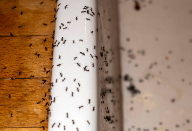 Best Best Pest Control Companies  in Colonia, NJ